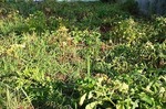 IMG_0197.jpg